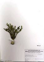 藏品(厚節仙掌藻)的圖片